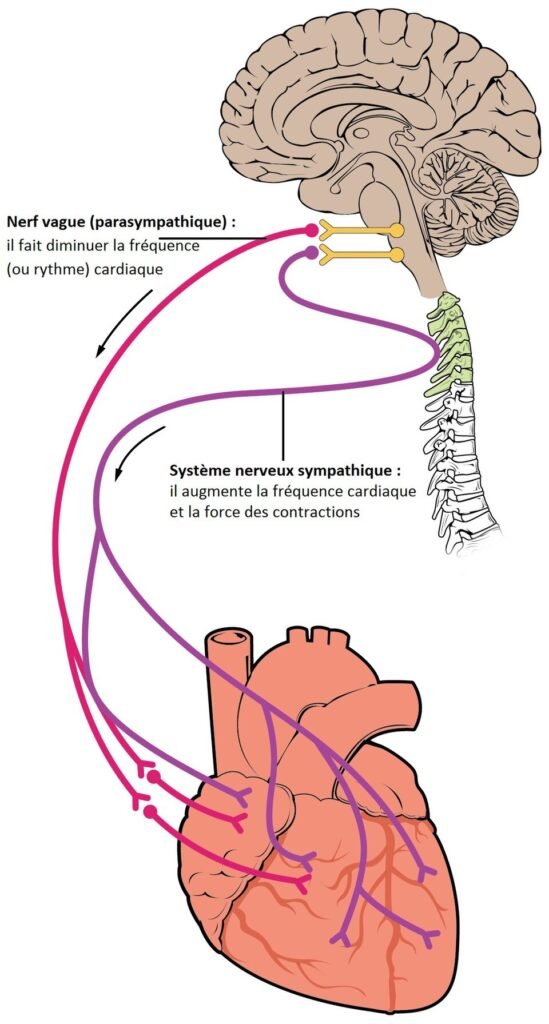 Schéma du nerf vague : régulation du rythme cardiaque par le système nerveux autonome, entre système parasympathique et sympathique
